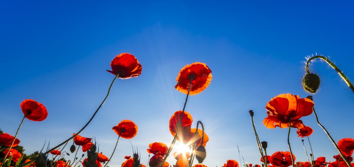 Field of poppy flowers